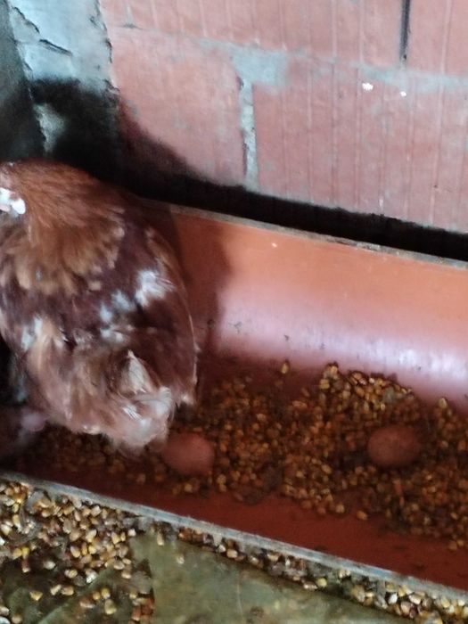 Gaini de ouat crescute la sol si natural