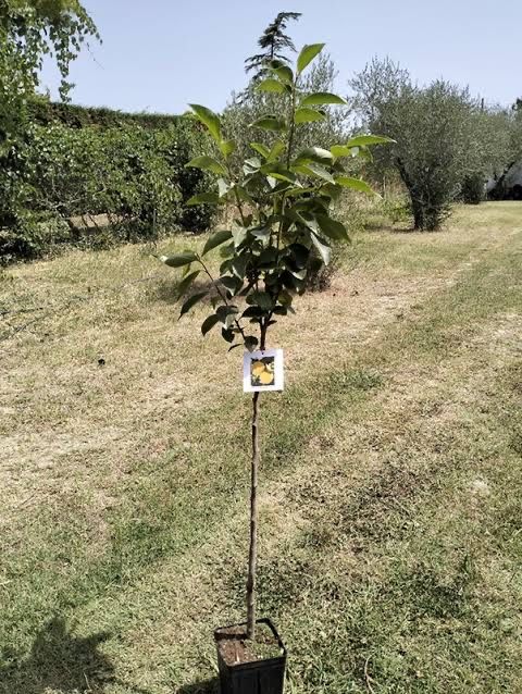 Pomi exotici fructiferi