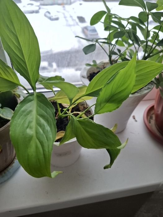 Комнатные растение хорошая