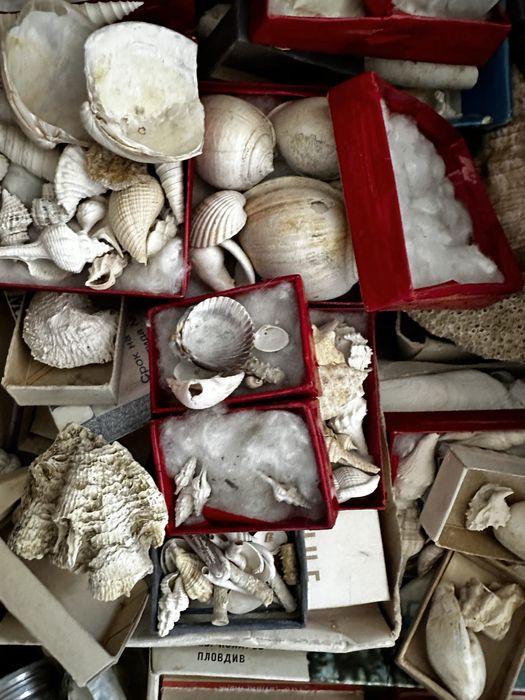 Рапани и миди