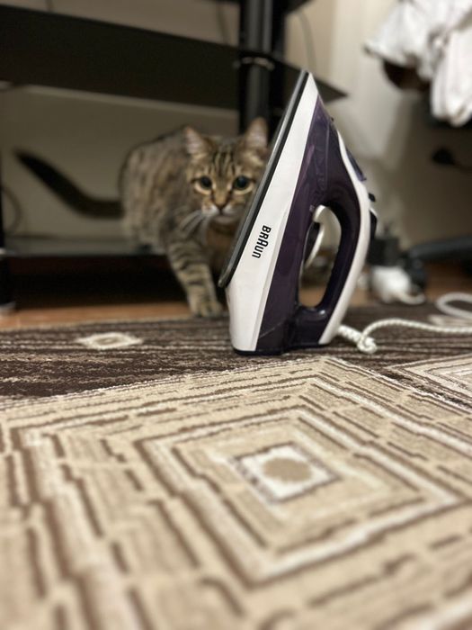 Ищем дом для кота