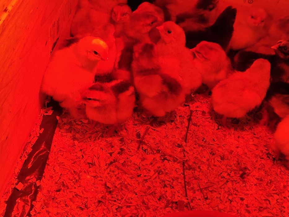 Wyandotte Splash pui (alb-rosu) 10 buc