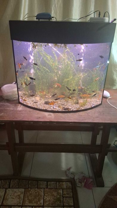 Продам рыбок. Меченосцы, малинезии, гуппи.