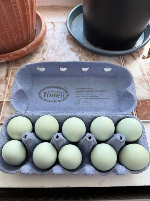 Oua Marans si Araucana Gat Auriu