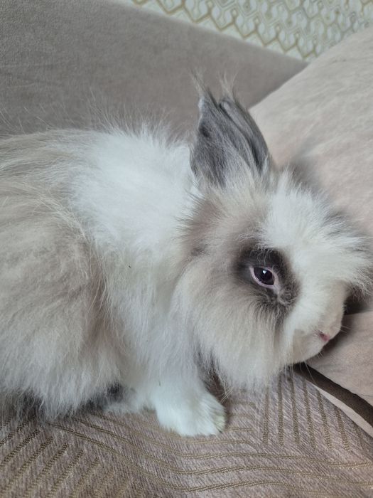 Отдам декаративного кролика.