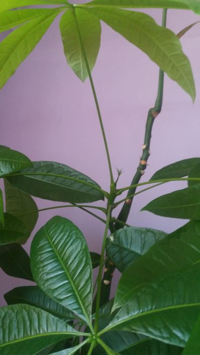 Пахира крупнолистная