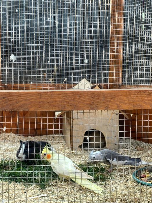 Pereche Papagali Nimfe