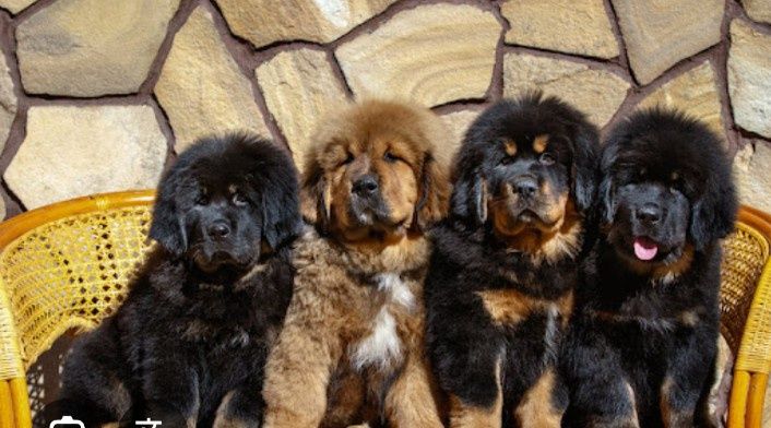 Тибетский мастив щенки