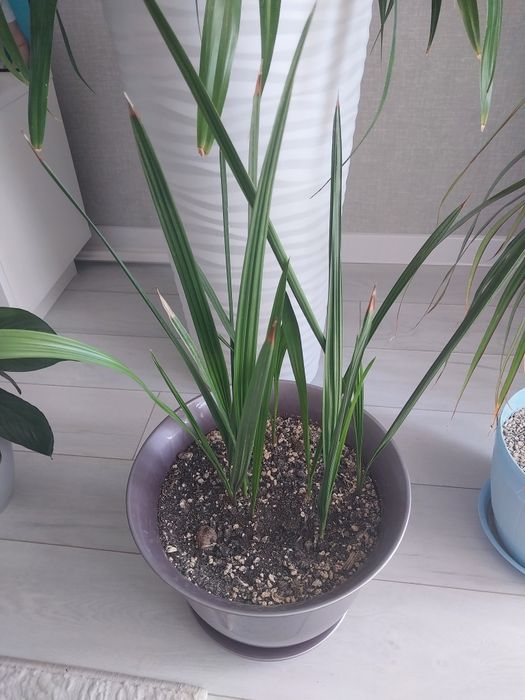 Продам комнатные цветы