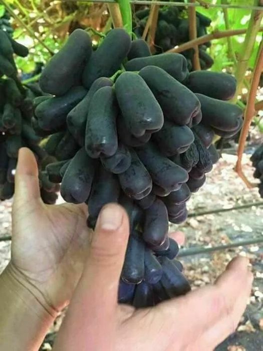 xar xil turdagi mevali kochatlar