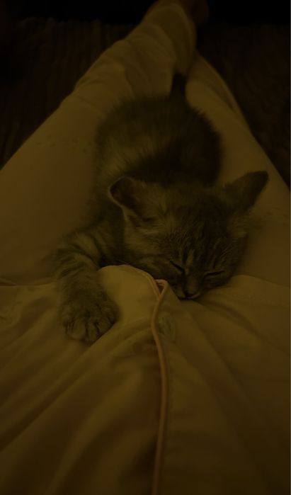 котенок Скоттиш страйт