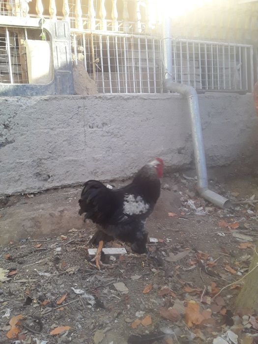 Vork tovuq xo'rozlar jo'jalar