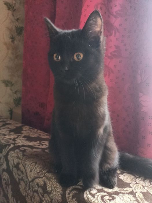 Отдам котенка бесплатно