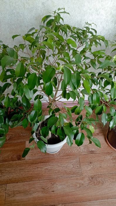 Фикус Бенджамина и Каланхоэ