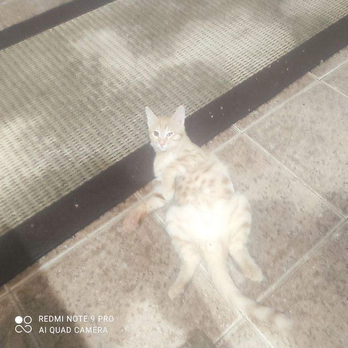 Отдам котенка  в добрыйе руки