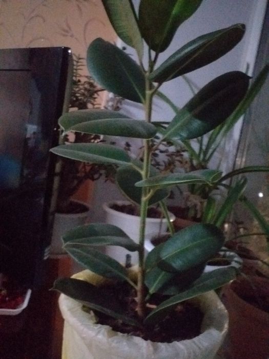 Домашний фикус цветы.