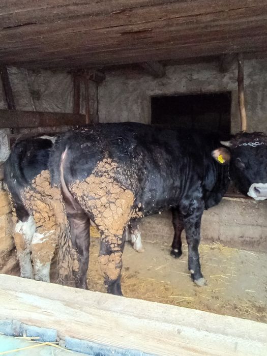 Vând viței de rasă