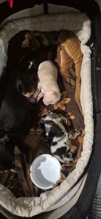 Чихопинчер с ваксина