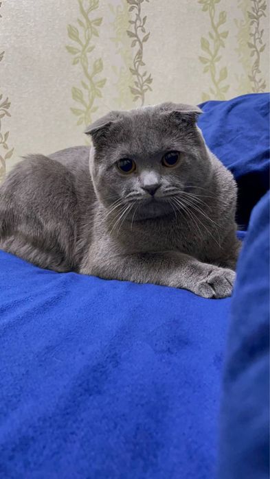 Фолд на вязку яхши зоттор мушик