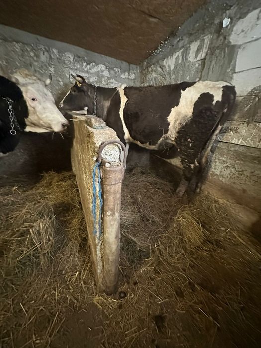 Vand 2 vaci baltate  la a 2 fatare