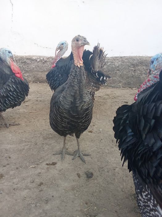 Гибрид индюк 20минг мекендер