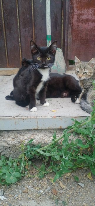 Отдам в хорошие руки красивых котят
