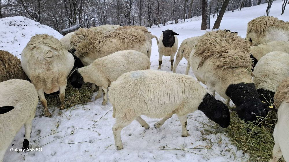 Miei Dorper :berbecuti si mielute