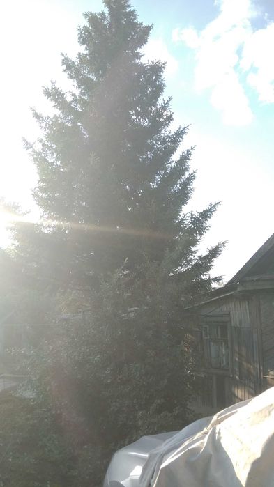 Ель взрослая (30 лет)