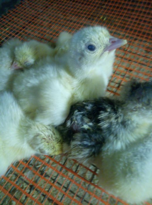 Инкубационное яйцо индейки