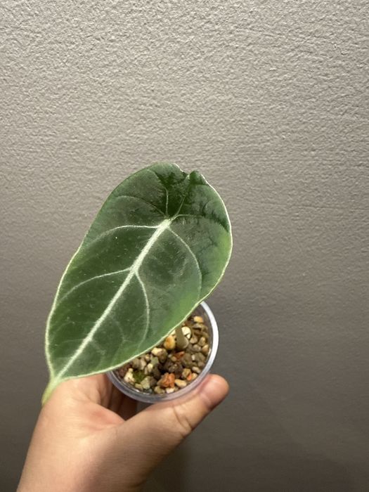 Детки алоказии разные