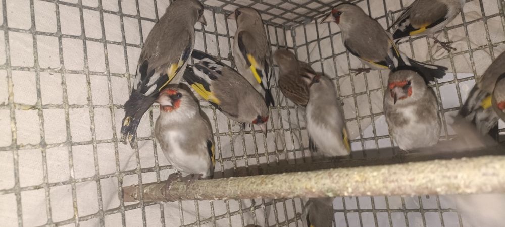 Шеголчалар сотувда