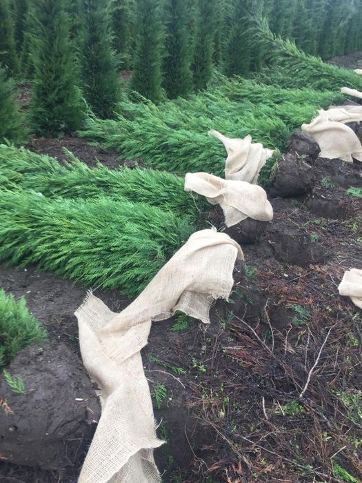 Tuia leylandy pentru gard viu 1.4-3m