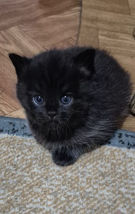 Отдам котят в добрые руки мальчик и девочка