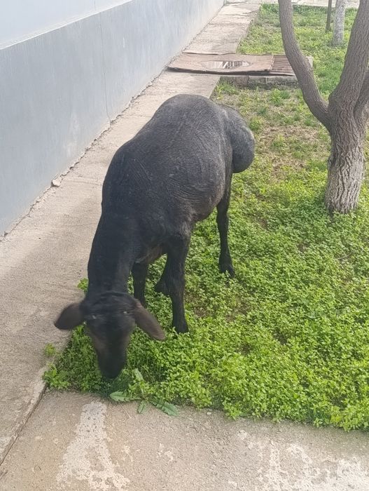 1ta qo'y qo'chqor кучкор qoldi