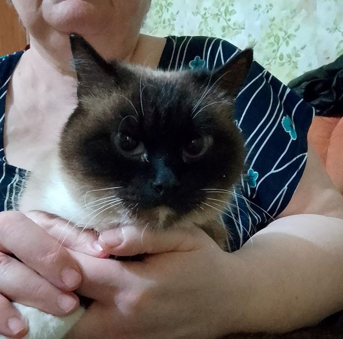 Отдам котят, срочно!