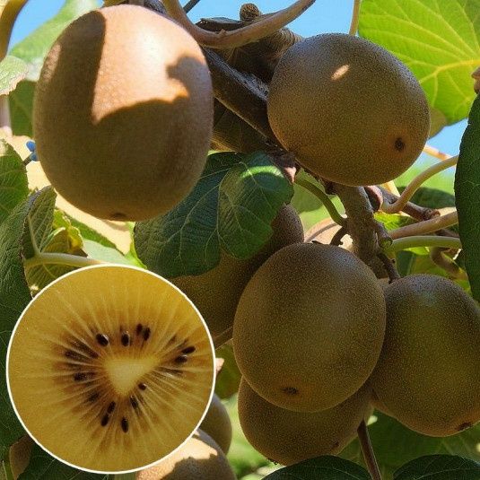 Pomi Exotici (Kiwi GOLD )