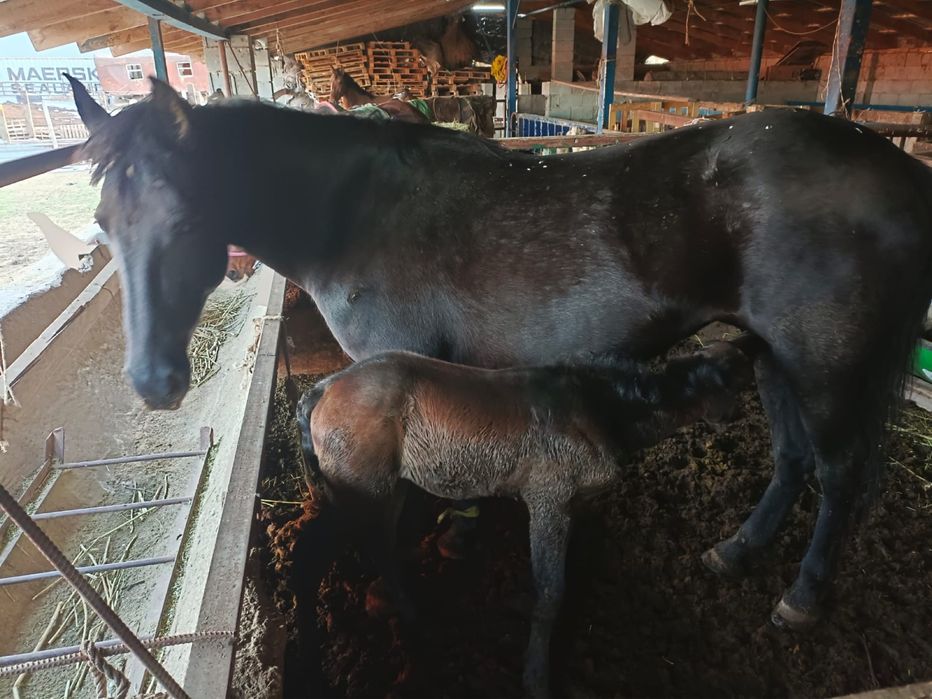 Құлынды биелер сатылады