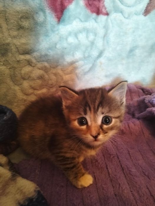 Отдам котят срочно мальчики