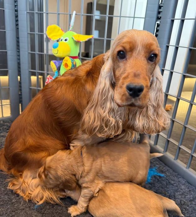 Кокер шпаньол момченце  карамел родословен баща