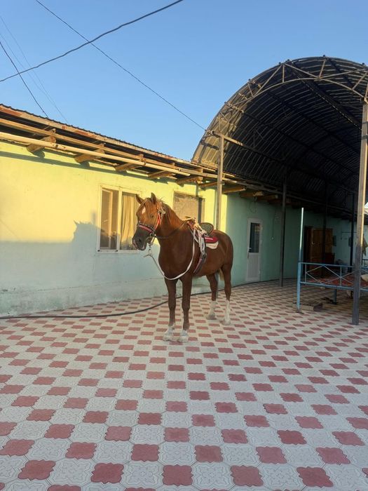 Көкпәрі ат сатылады