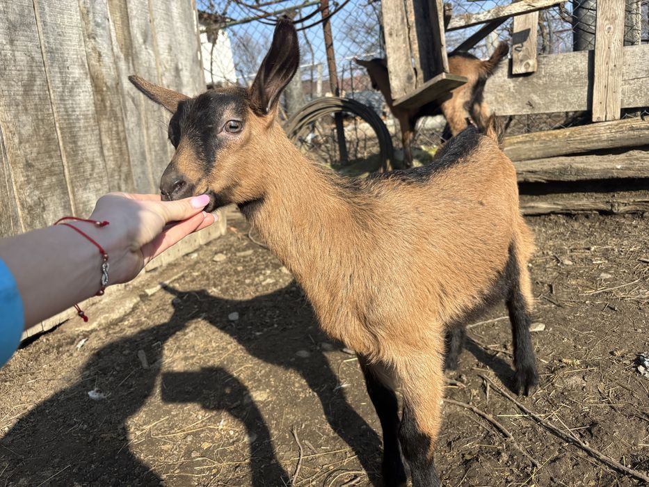 Iedute alpine franceze