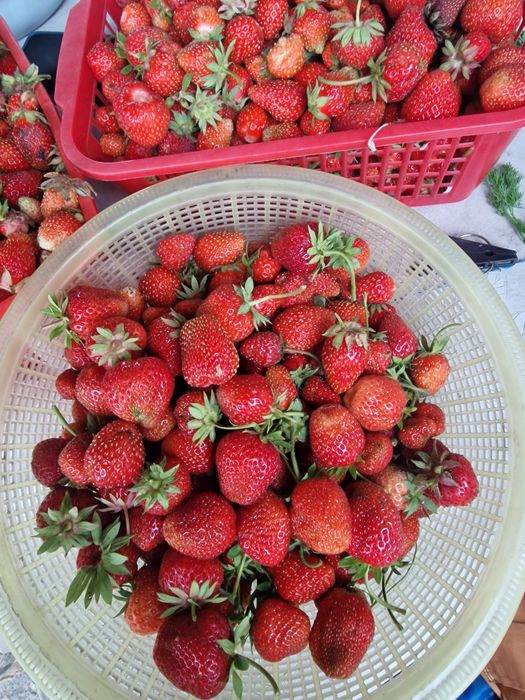 Продам клубнику свежесобранная