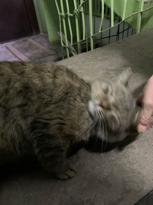 Кошка в добрые руки