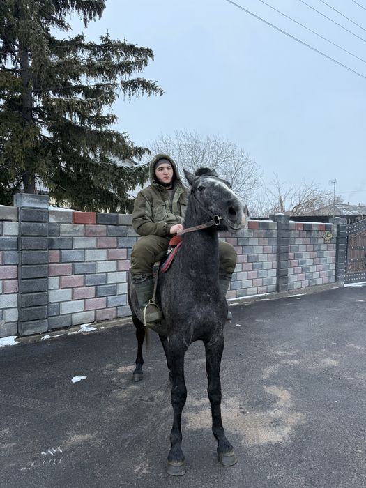 Продам орловца маладого срочно брал для себя