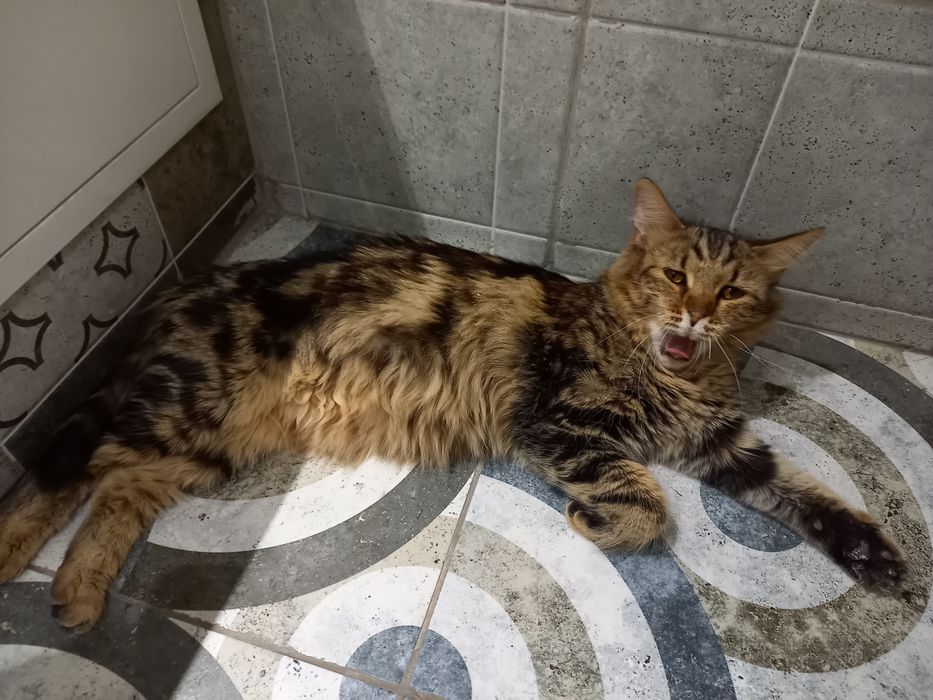 Домашние кошка и кот