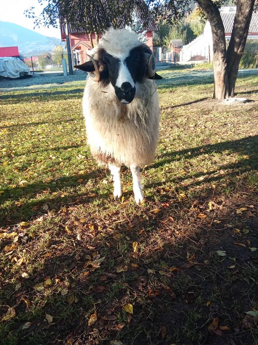 Vanzare animale