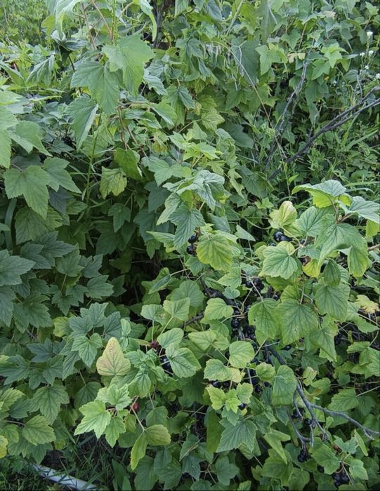 Продам дачу 8соток в дачном обществе горизонт.