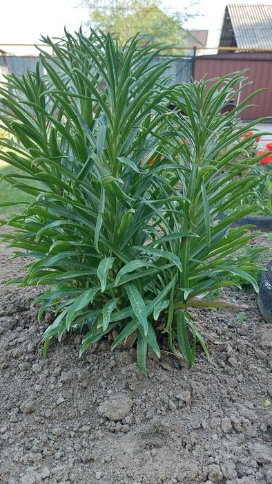 Продам цветы многолетние