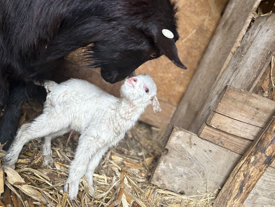 Vand capra cu doi iezi