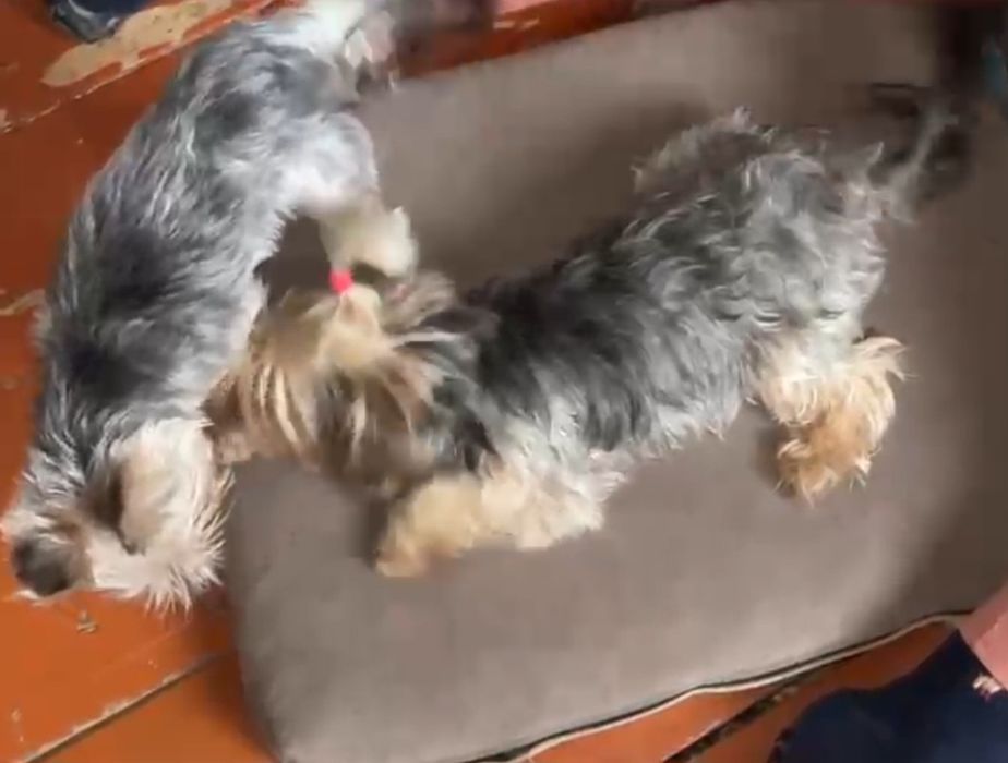 Щенки йоркширского терьера.